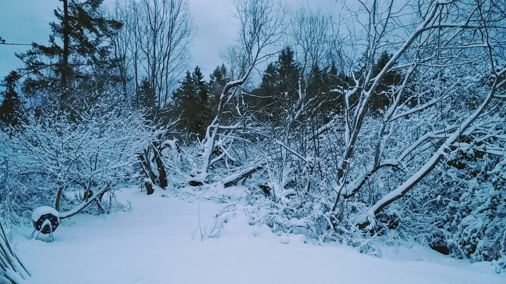 20190211_070415_hdr-1